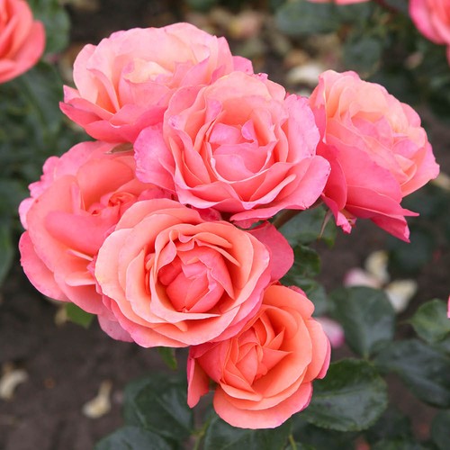 Rose coral gardens roty - 'coral, (roty
